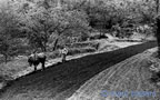 cevennes, divers, les gens,